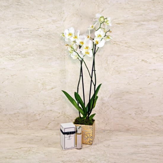 Orchid Plant 35