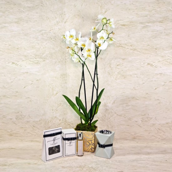 Orchid Plant 33