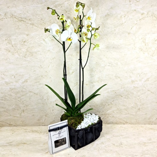 Love Orchid Box 4