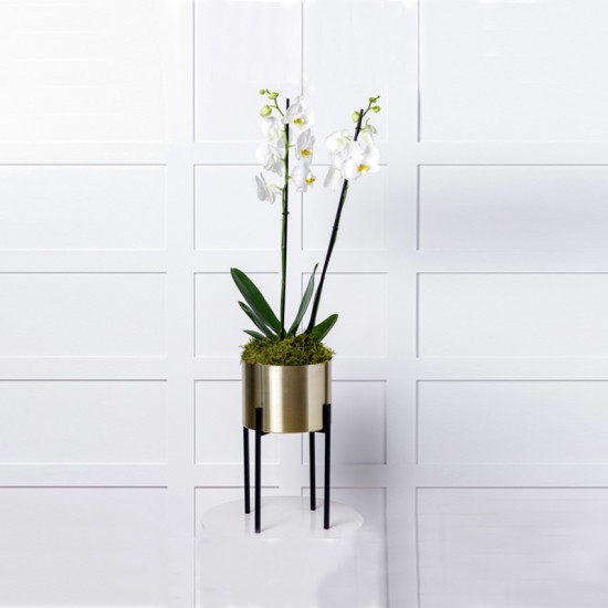 White Orchid Plant 