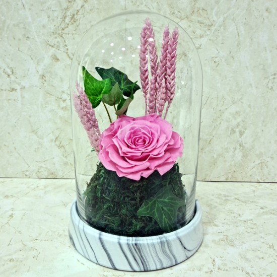 preserved rose Pink